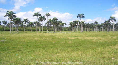 photos for LAS CAÑAS: LAND OF 25,000 M² / 6.18 ACRE WITH DIRECT SEA FRONT, OWNER FINANCING